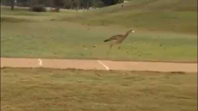 Yes, golf balls bounce on concrete.