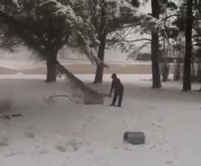 When the tree fights back..