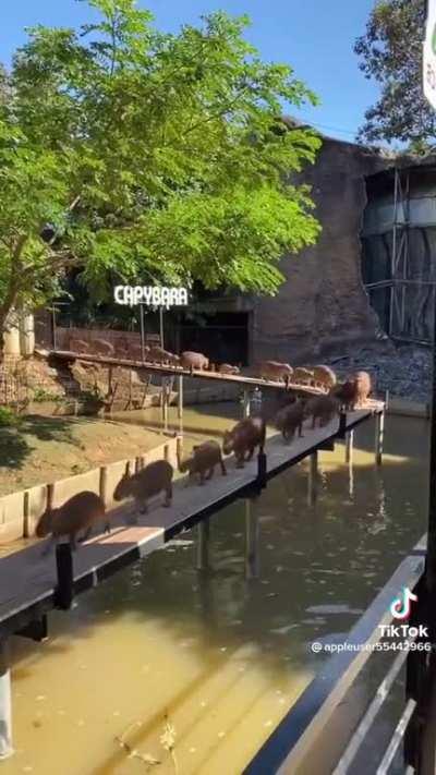 Capies be like…😎