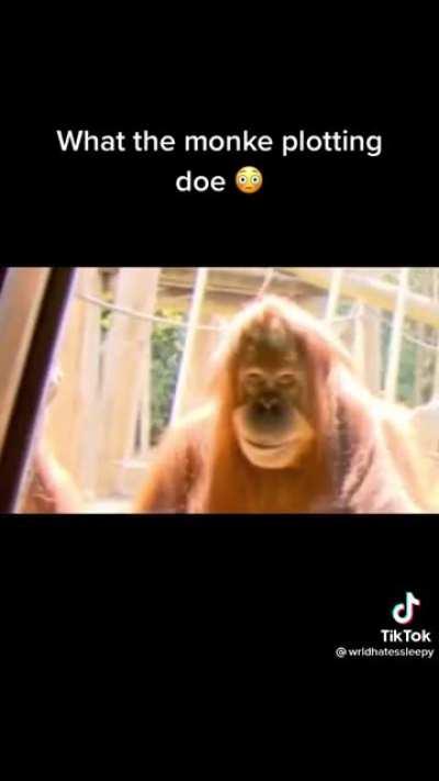 What da MONKE plottin