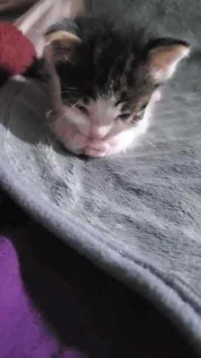 Baby Minerva is learning to groom her paws