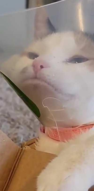 Coned cat contemplates life