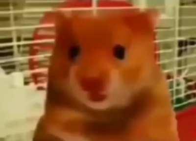 What a cute little guy