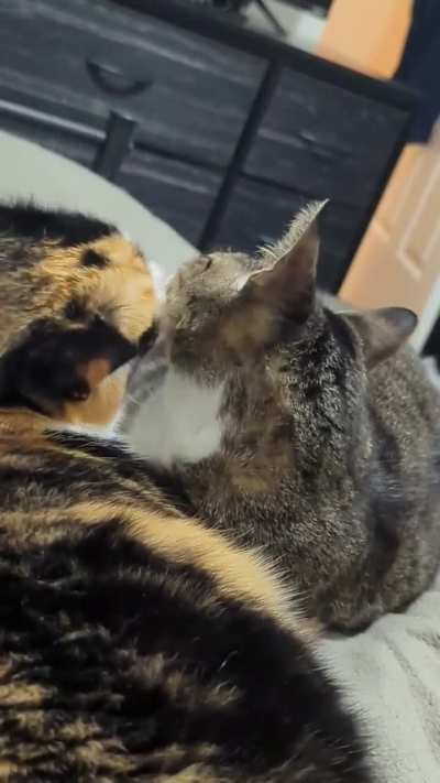 My cats licking each other