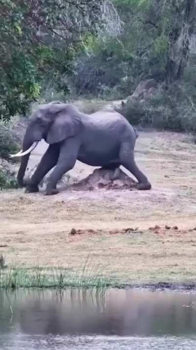 Bull elephant uses a termite mounds to bring relief from 