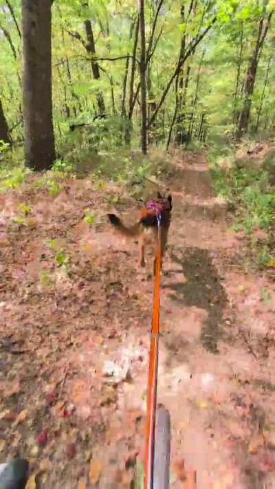 Moving Dō on to some narrower singletrack