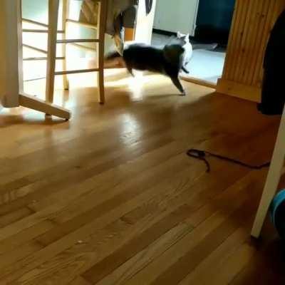 Just let me get to the litter box. I have to...Oh crap!