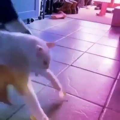 eu ri muito com esse vídeo, desculpa 😔✊🏻