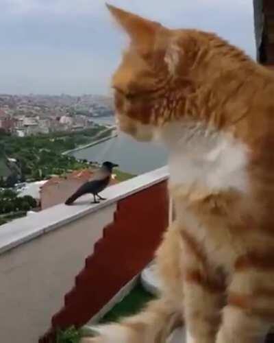 An argument between a cat and a bird