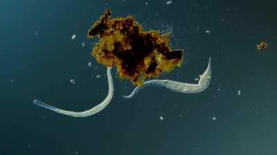 Dileptus rips a chunk out of its prey