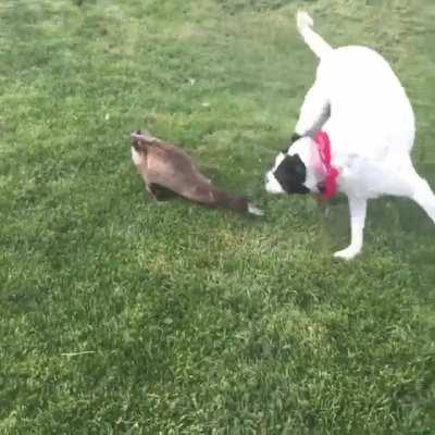 vIciOuS piT buLl DeStrOyS dUcK