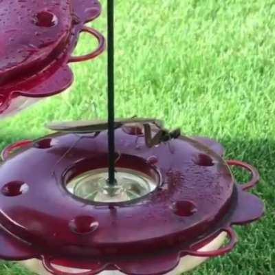 Praying Mantis reached behind his head to grab and eat a bee