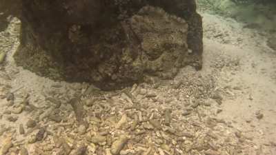 Carribean Octopus, Curaçao