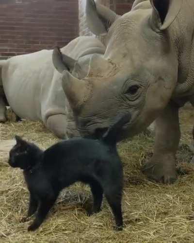 Behemoth understands this tenderness