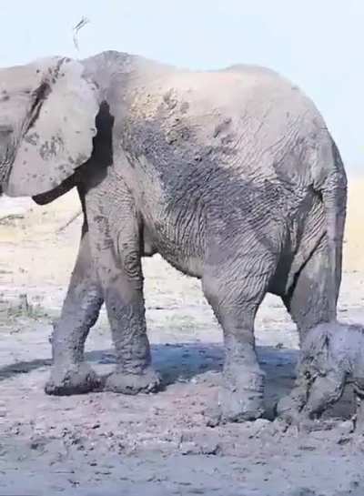 Matriarch elephant rescues calf from mud! 😍
