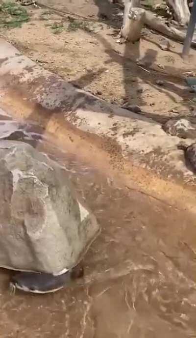 Sneaky to catch the wabbit