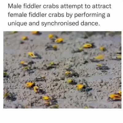 Crabs Synchronized Mating Dance