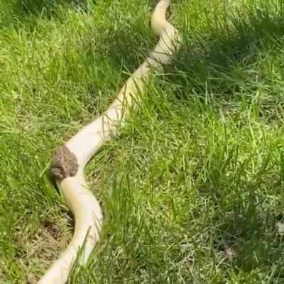 Toad riding a snake