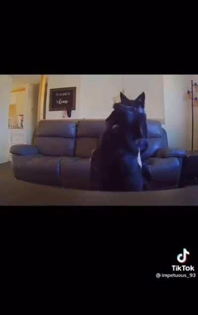 These dogs are having a blast