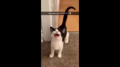 screams in lowercase