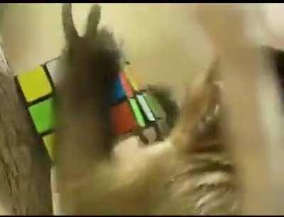 Wild Capuchin monkeys when given a 