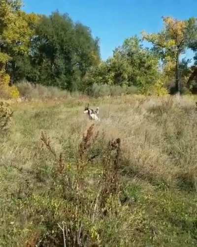 Here we have a wild huskaroo in its natural habitat