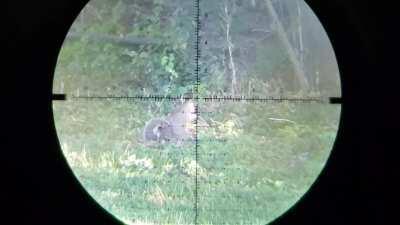 JSB Hades 26.54gr Vs. Squirrel, 55yds