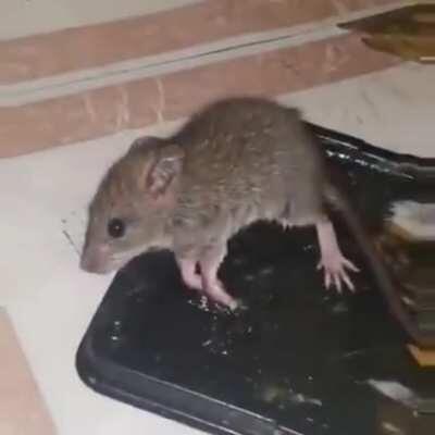🥵🥵Yellow cum on rat🥵🥵