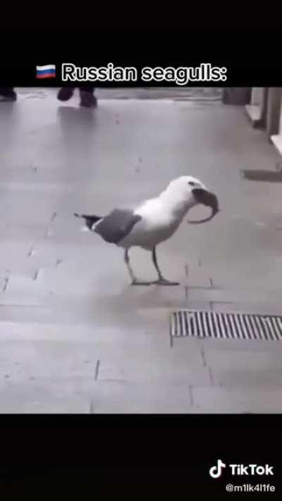 I don't like seagulls anymore