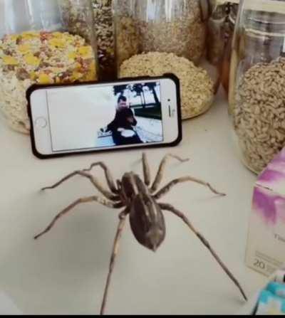 Thanks, I hate Ievan polkka