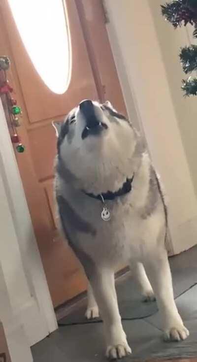 Screaming intensifies