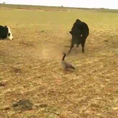 Ты чо, быковать сюда пришел?