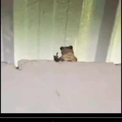 La rana la rana cada que ve una mujer 🖕🐸🐸🐸