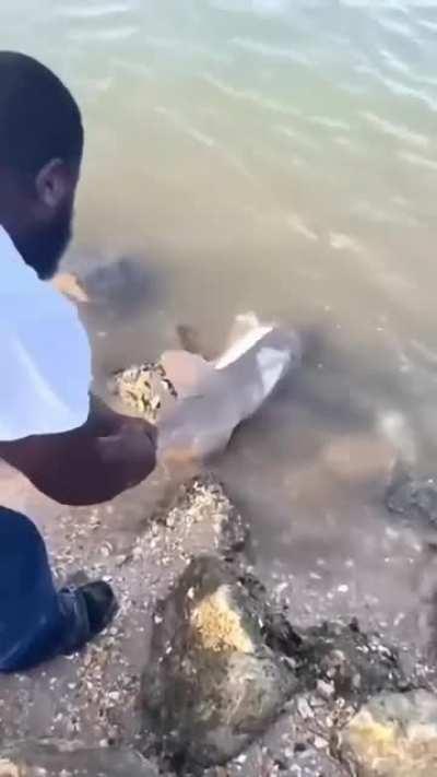 Man rescues a baby shark stranded on beach during low tide.