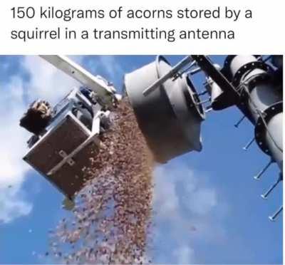 Hey squirrel, that's a lot of acorns 🐿️