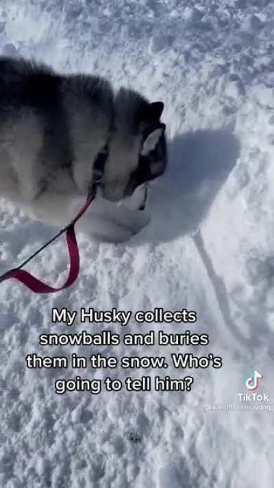 This dog buries snowballs in the snow.
