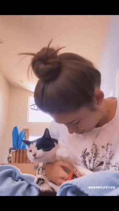 one of the cats had lag during PvP 😂😂😂😂