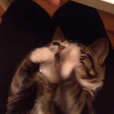 This cat is becoming the next internet sensation