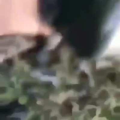 That's it, your gator privileges are forfeit 