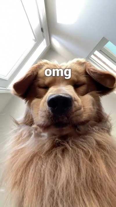 Gib Steak Immediate!