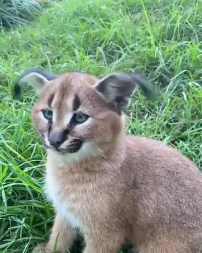 floppa in his habitat