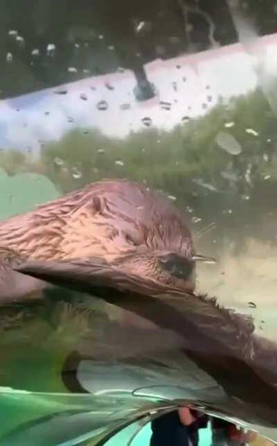 Hello from the otter side