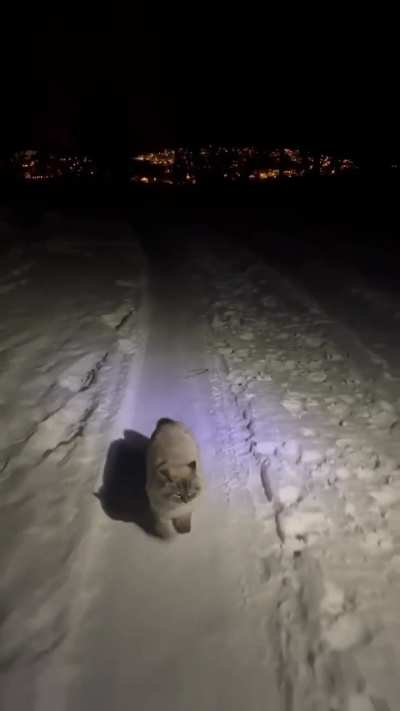 Sniff (Snifftheadventurer on IG) out for a walk in about 10 degrees Fahrenheit/twelve degrees below zero in northern Norway!