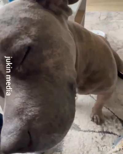 Dog enjoys ear cleaning