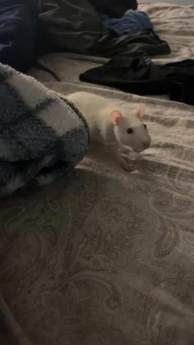 Is Milkshake a good dancer? Opinions would be appreciated.