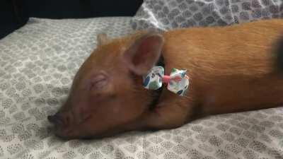 Miss Shugg is such a diva