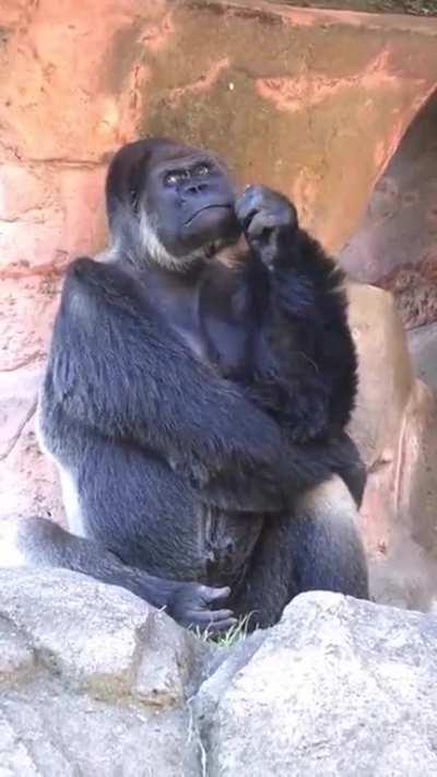 Gorilla displaying human-like character as he ponders while in confinement