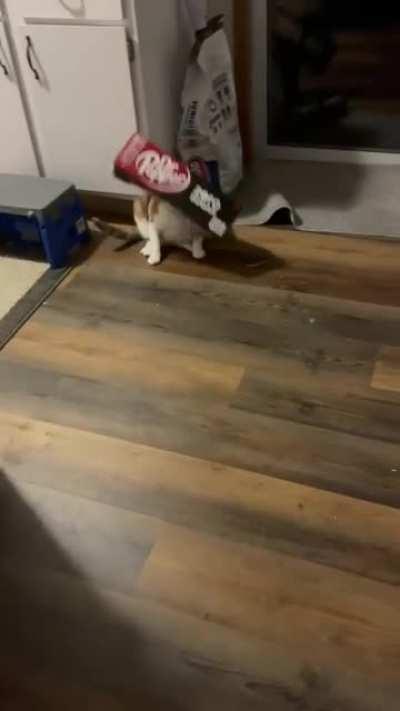 Should have named him boxer.