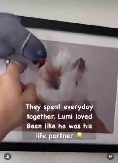 2 Years Later, Bird Still Misses Its Best Friend