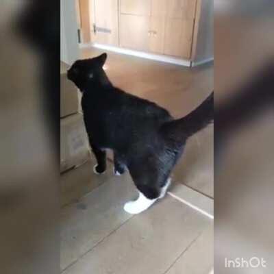 Overly dramatic cat sitting cat, part 2! (2vids in1). His name is Mr Bean by the way :)
